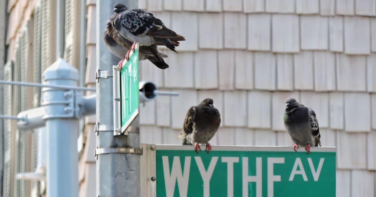 birds on a street sign