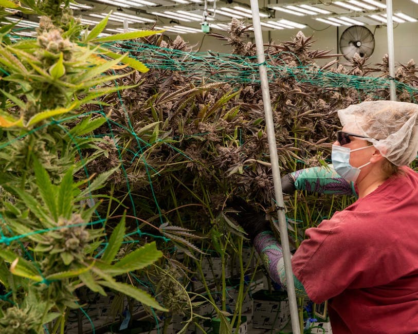 Worker tends cannabis plants in indoor facility wearing protective gear.