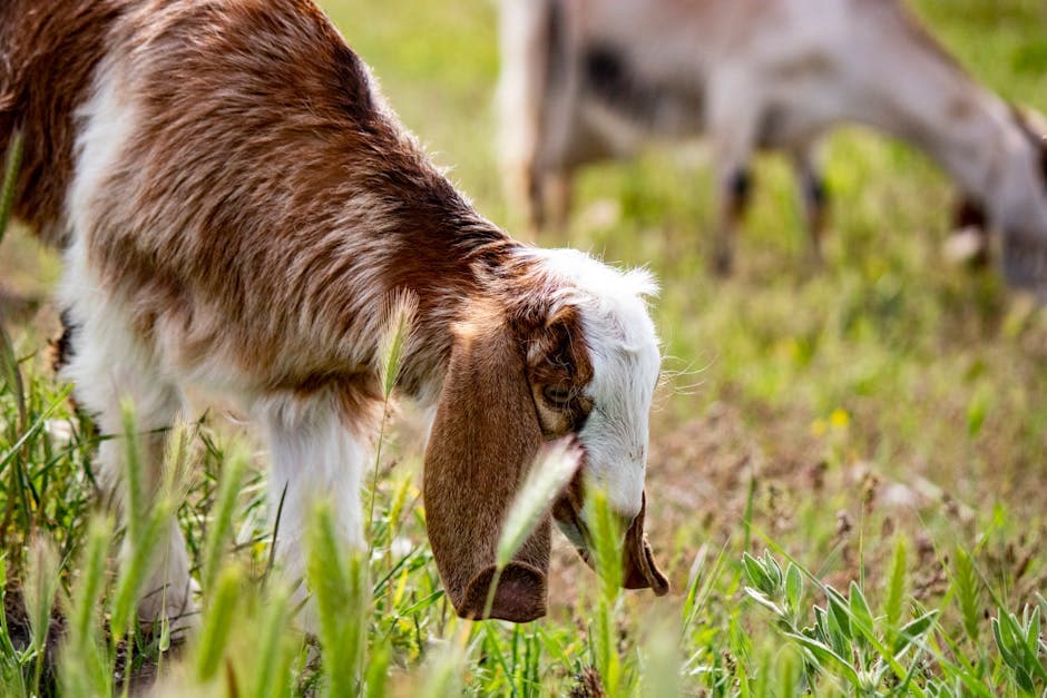 Close-up of a goat grazing in a sunny rural pasture, showcasing farm life.