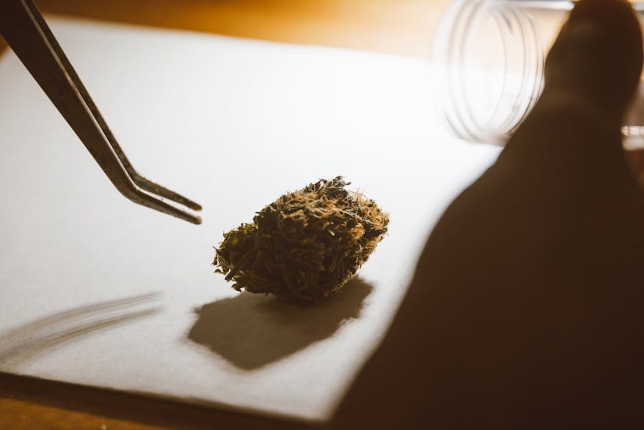 Macro shot of a cannabis bud on paper held by tweezers in warm lighting.